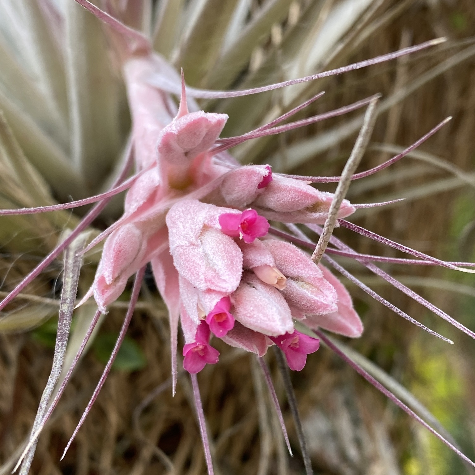 Тилландсия Гарденера (Tillandsia Gardneri)