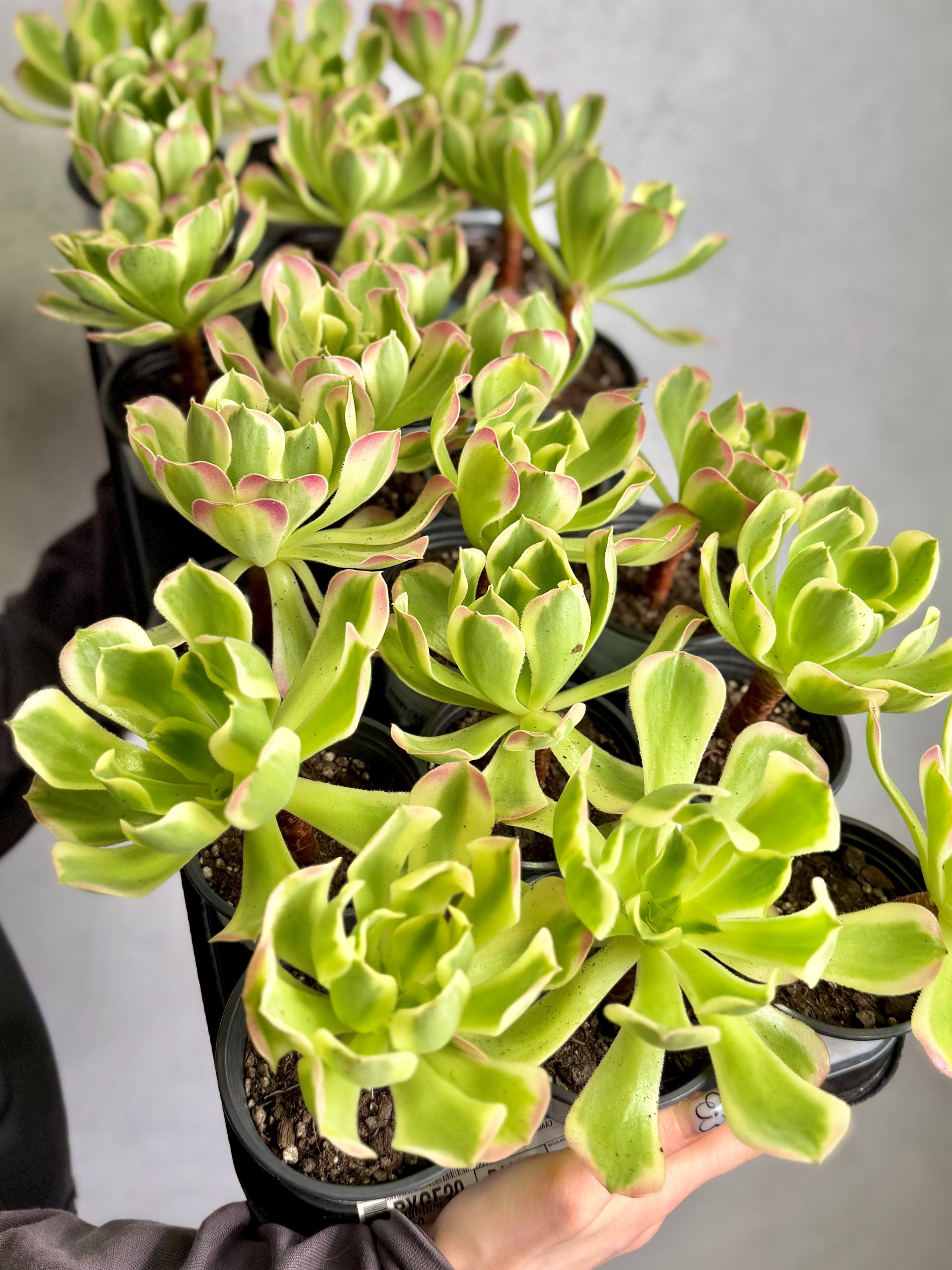 Эониум Синья Вариегатный (Aeonium Sinya Variegated) D9см