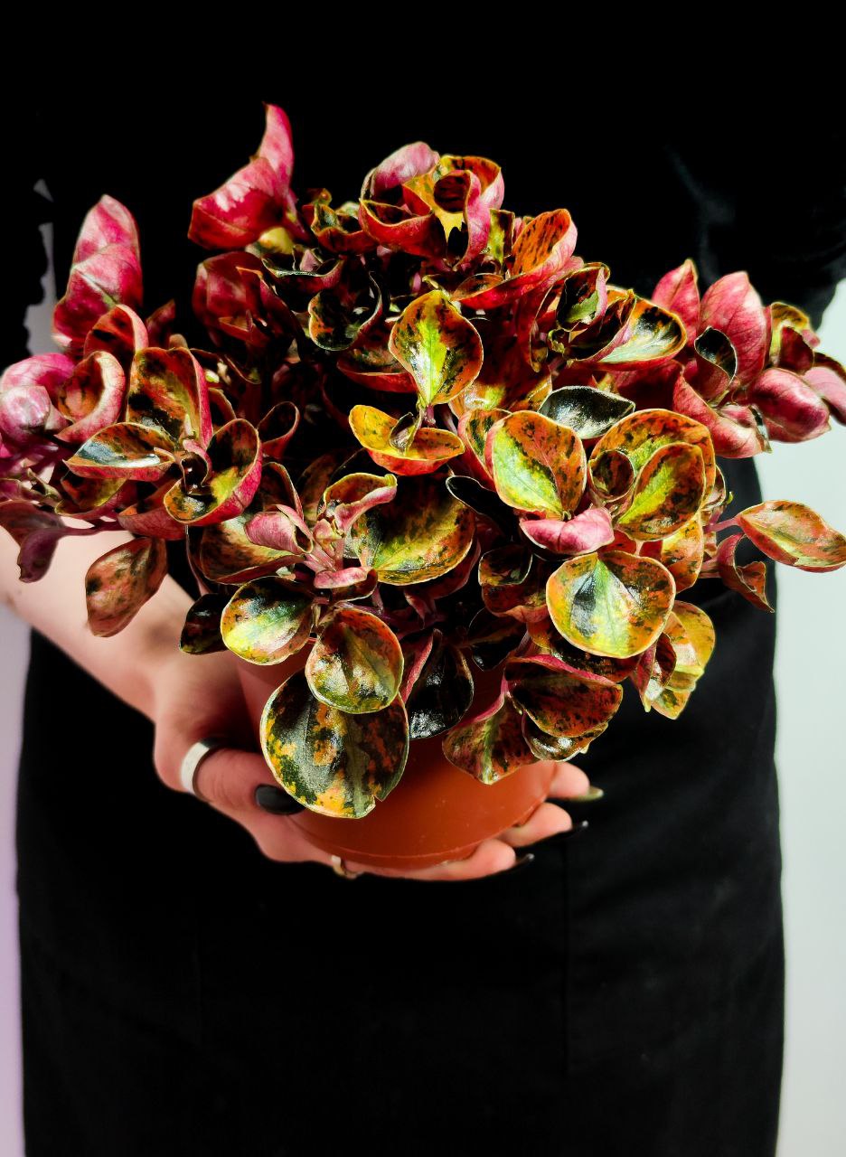 Пеперомия Крем Брюле (Peperomia Creme Brulee) D12см