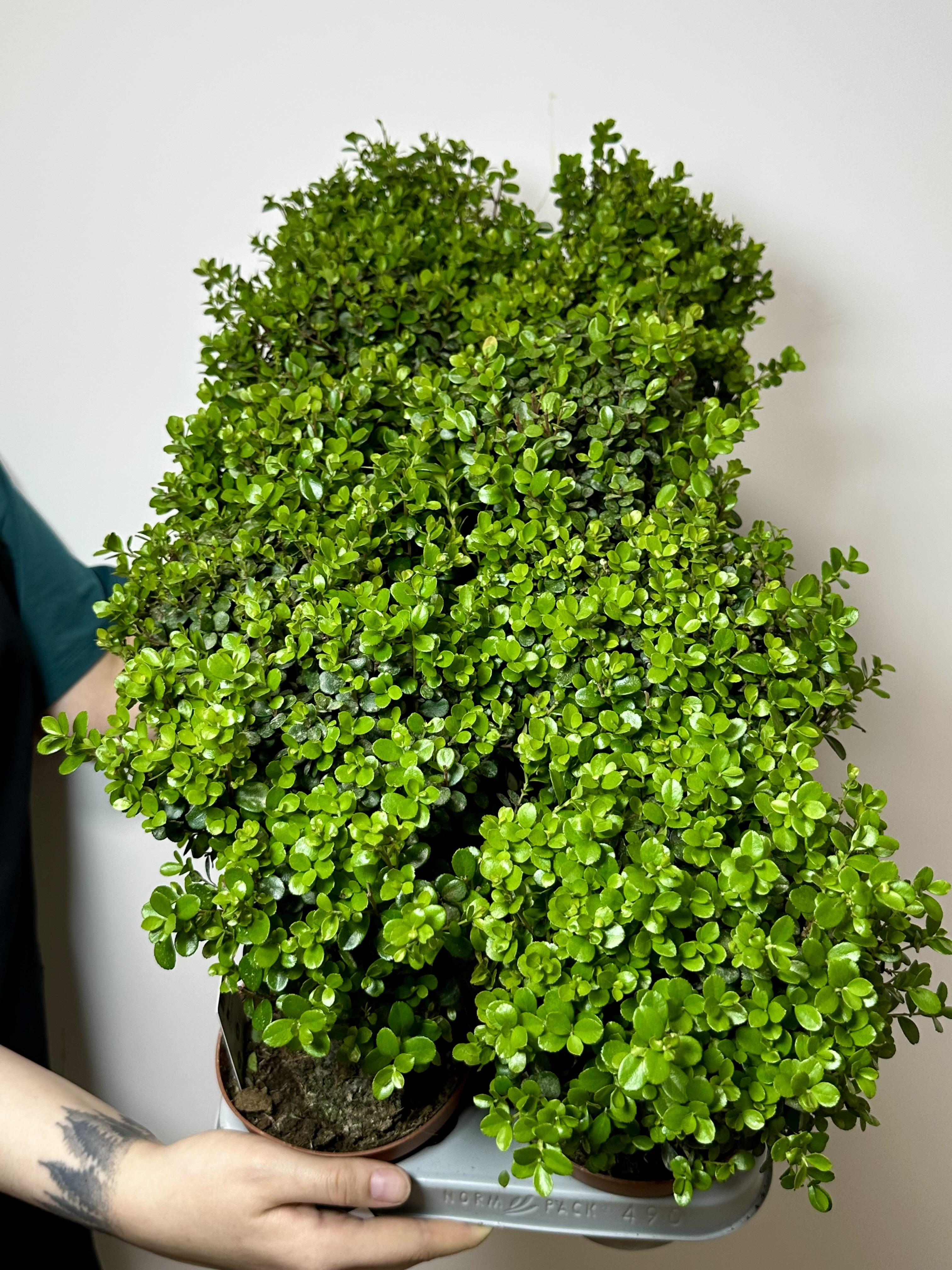 Мирсина Африканская (Myrsine Africana) D12см