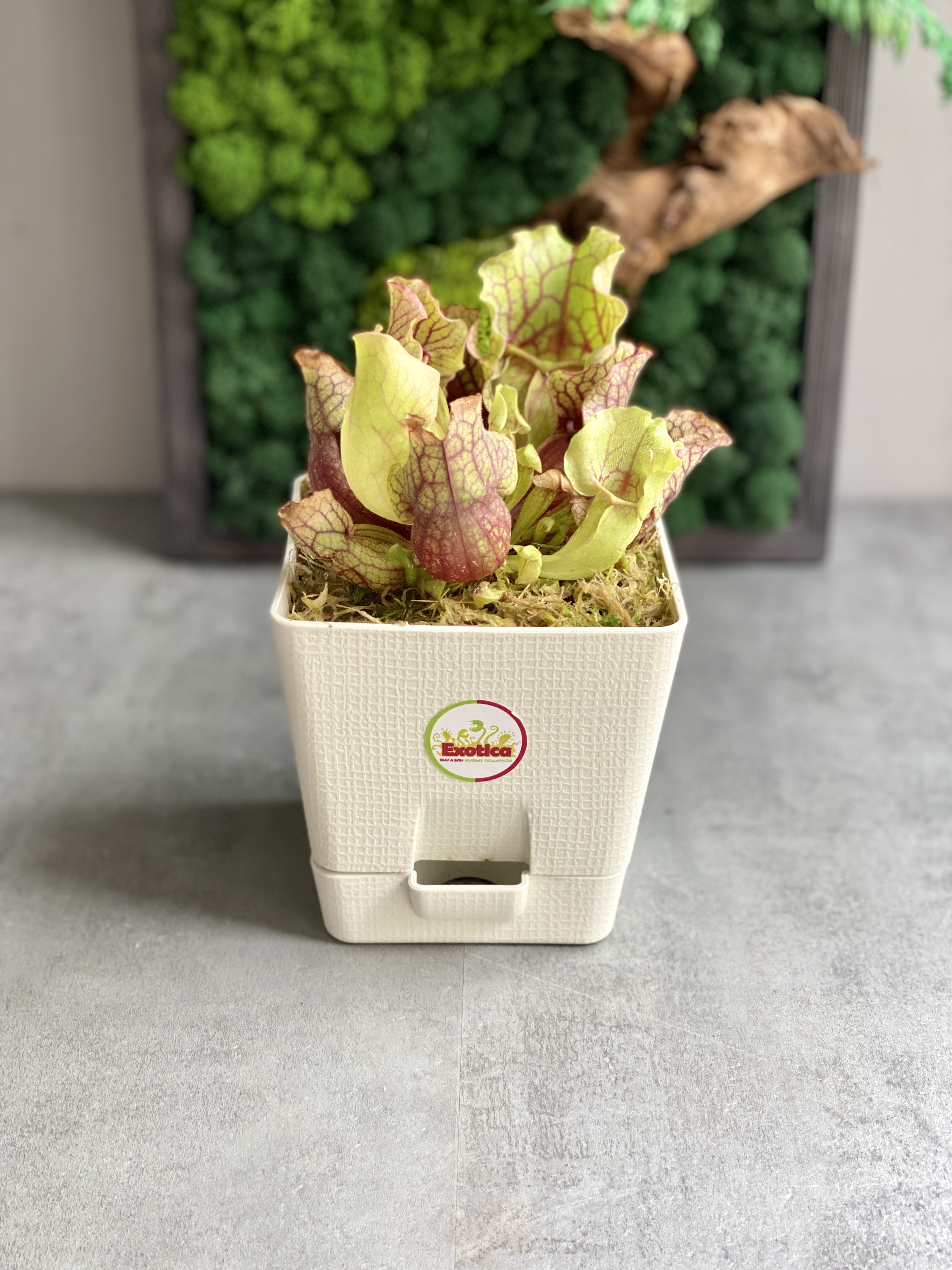 Саррацения Монтана (Sarracenia Montana) пересаженная D12см