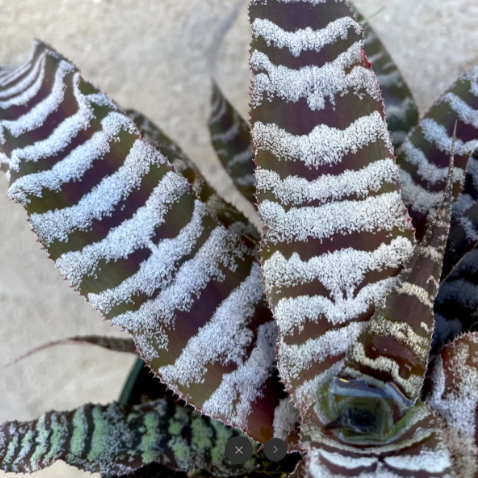 Криптантус Зонатус (Cryptanthus Zonatus) D9см