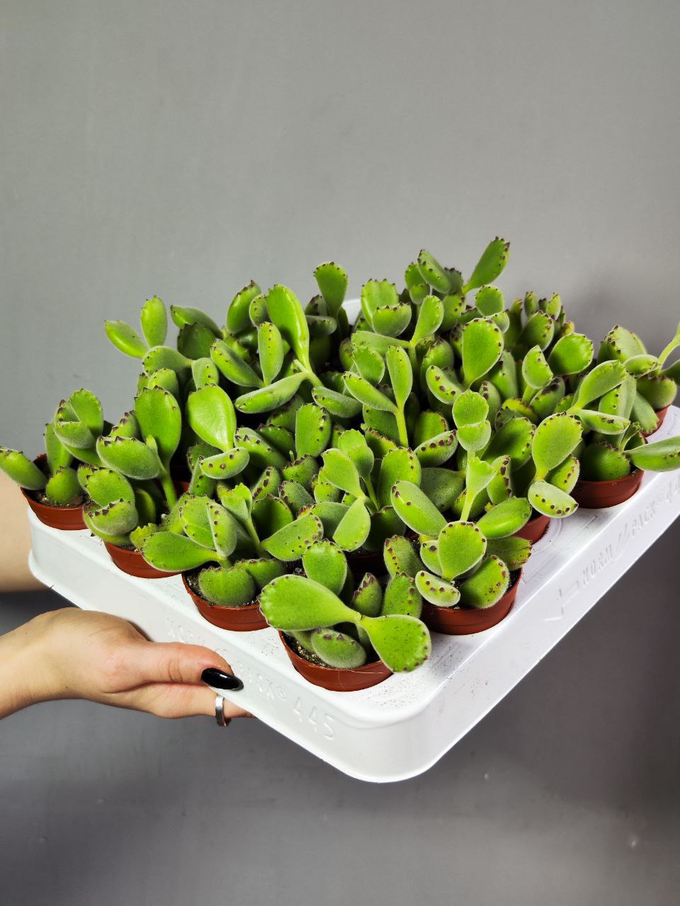 Котиледон Войлочный, или  Медвежьи Лапки (Cotyledon Tomentosa) D5см