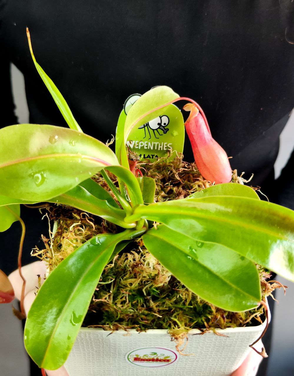 Непентес Вентрата (Nepenthes Ventrata) пересаженный D12см