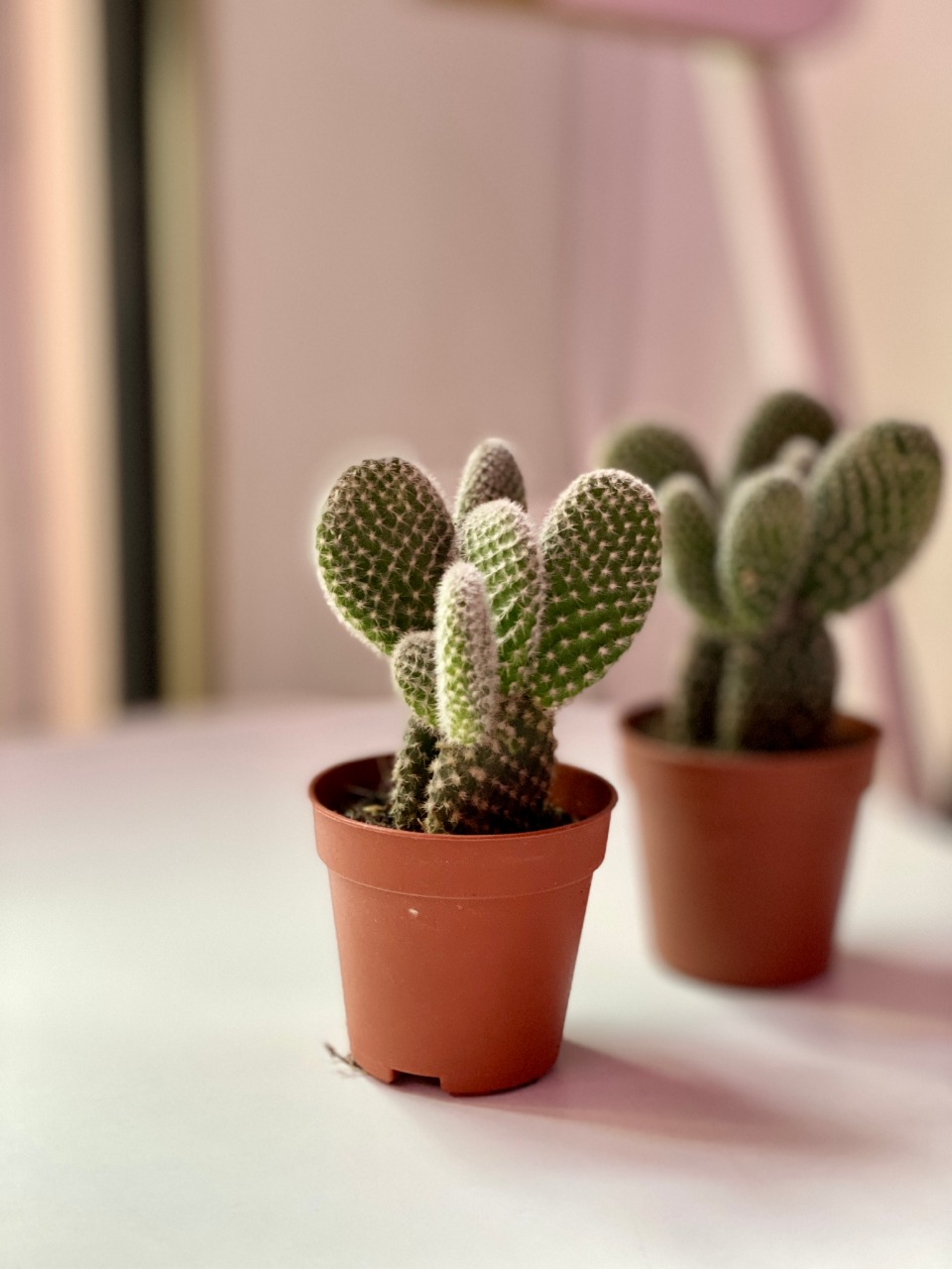 Опунция Микродазис Альба (Opuntia Microdasys Alba) D5см