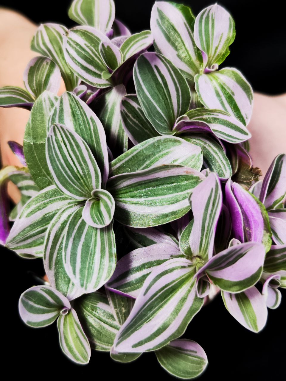 Традесканция Свитнесс (Tradescantia Sweetness) D6см