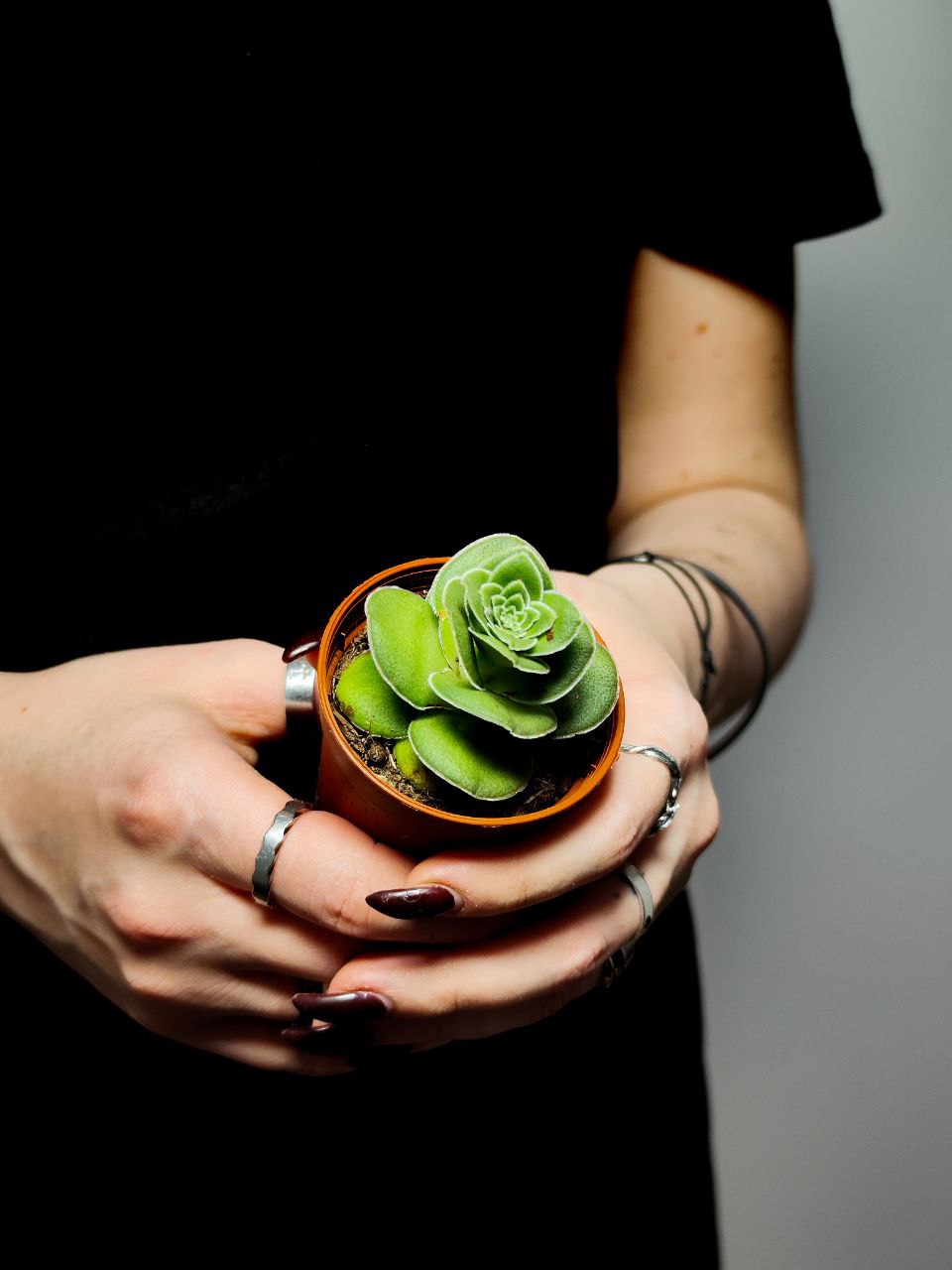 Крассула Капителла Туррита (Crassula Capitella Turrita) D5см