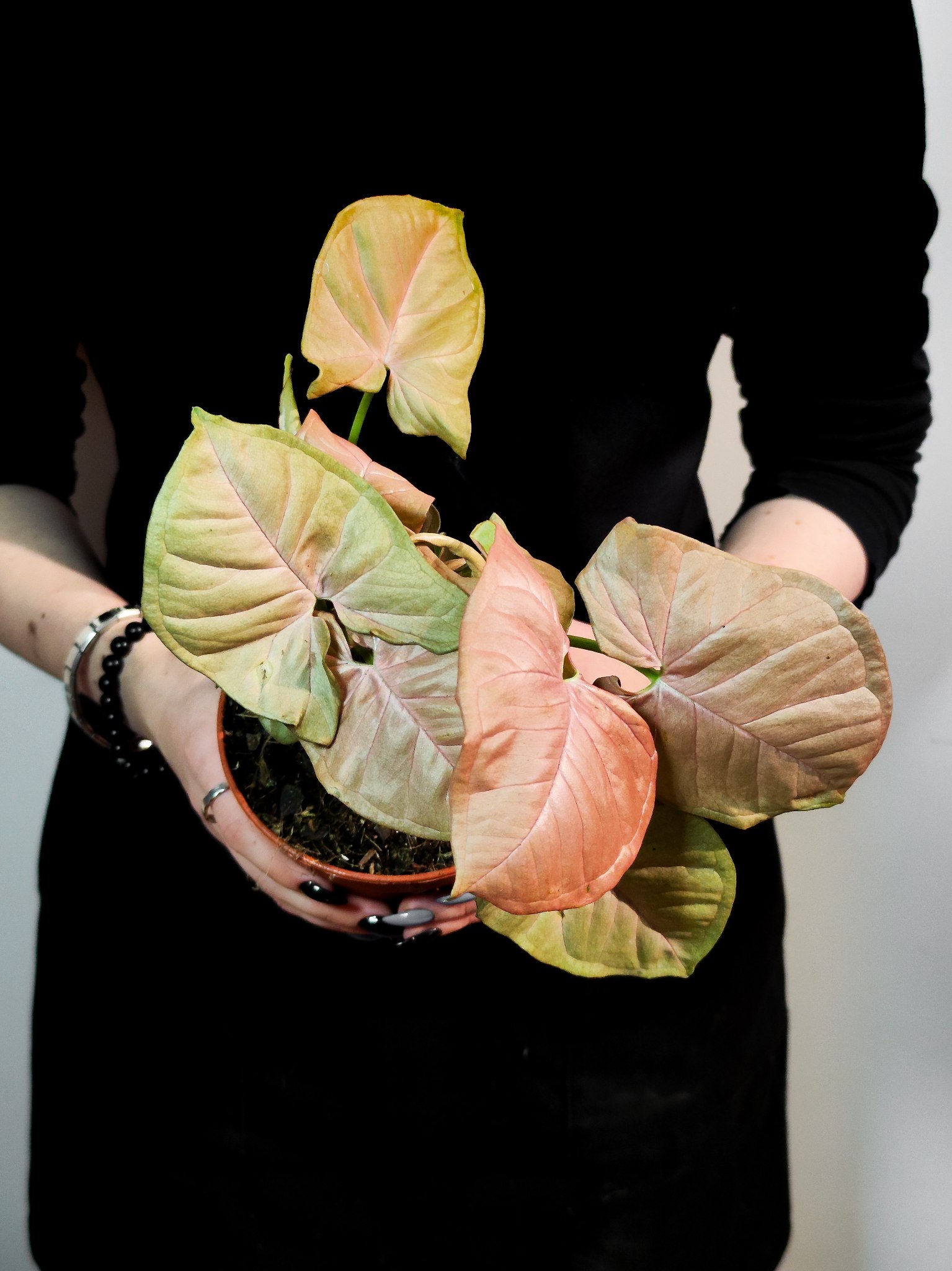 Сингониум Неон Робуста (Syngonium Neon Pobusta) D7см