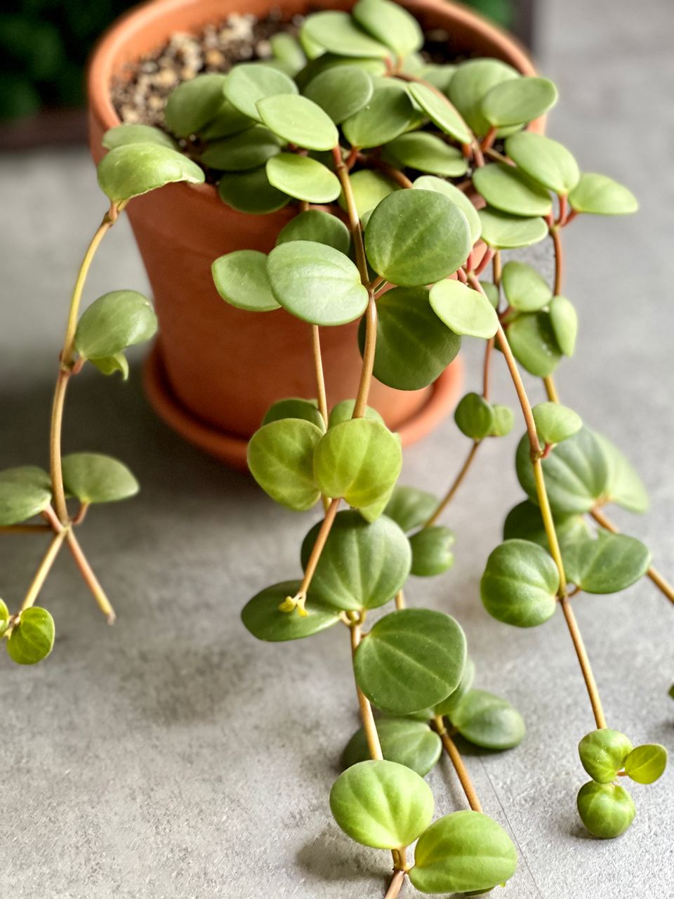 Пеперомия Тетрафилла Хоуп (Peperomia Tetraphylla Hope) D12см