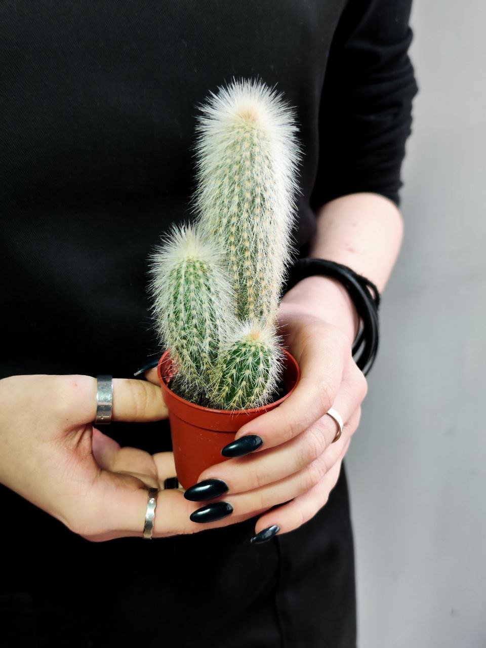 Кактус Клейстокактус Штрауса  Груп (Cleistocactus Strausii Group) D5см