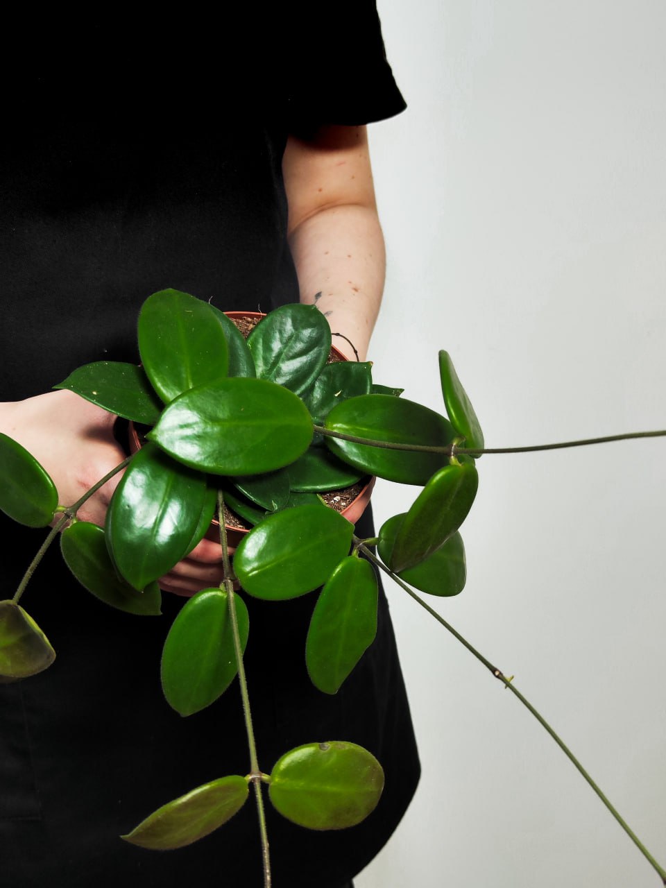 Хойя Вангвингенсис (Hoya Vangviengiensis) D10см