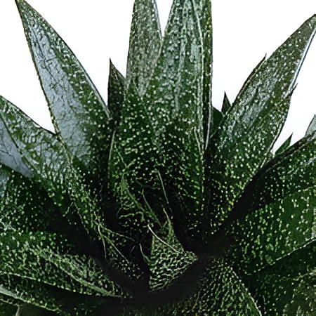 Гастерия Дуэ (Gasteria Due) D5см