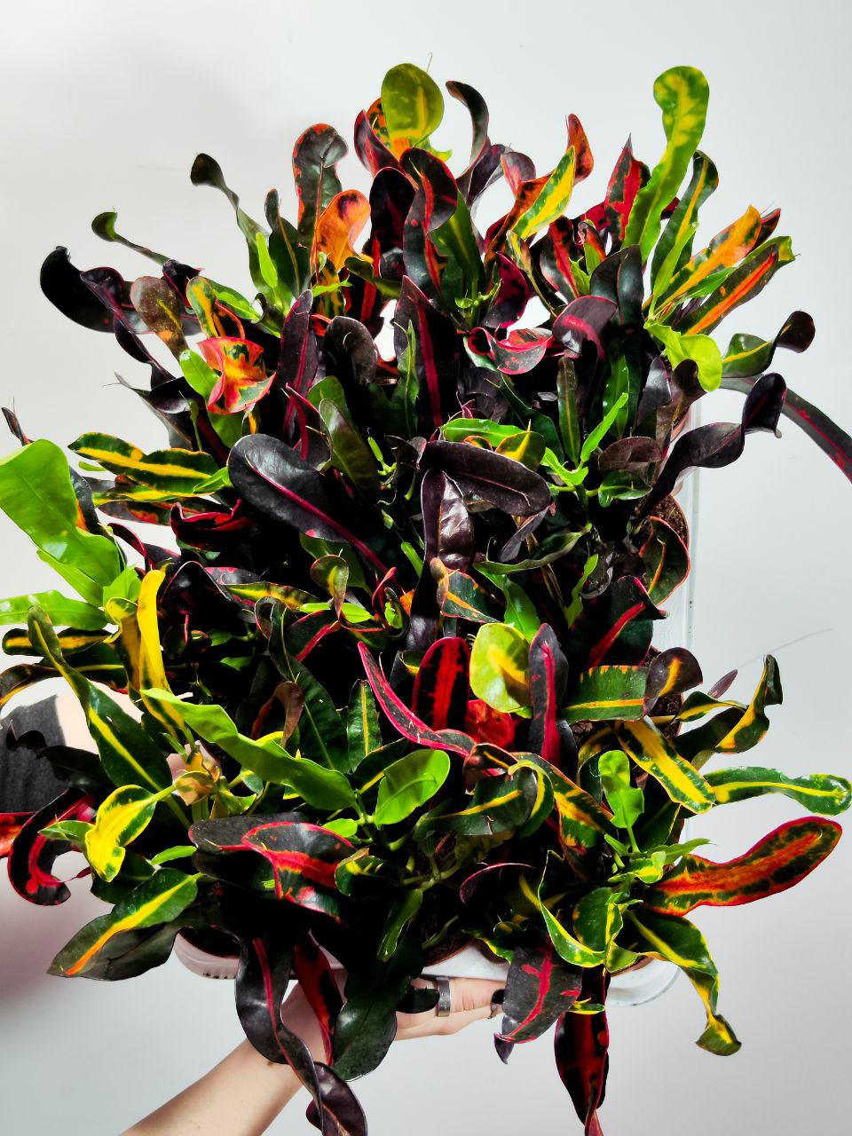 Кодиеум (Кротон) Мамми (Codiaeum Mammy) D9см