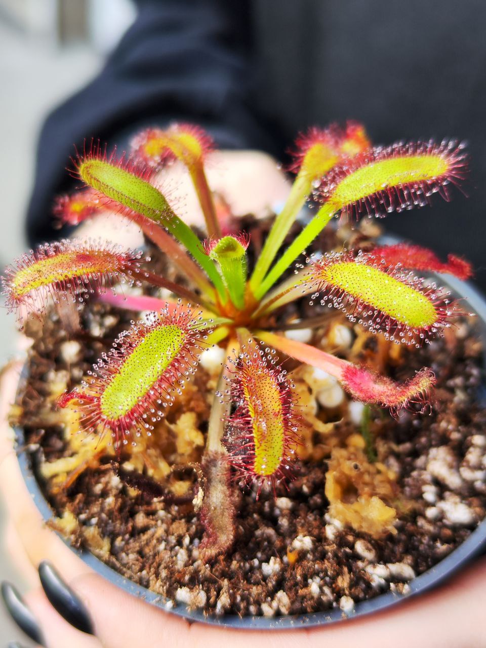 Росянка Геркулес (Drosera Hercules) D9см