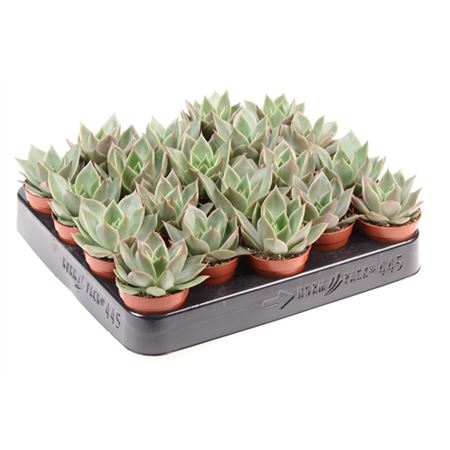 Эхеверия Максус (Echeveria Maxxus) D5см