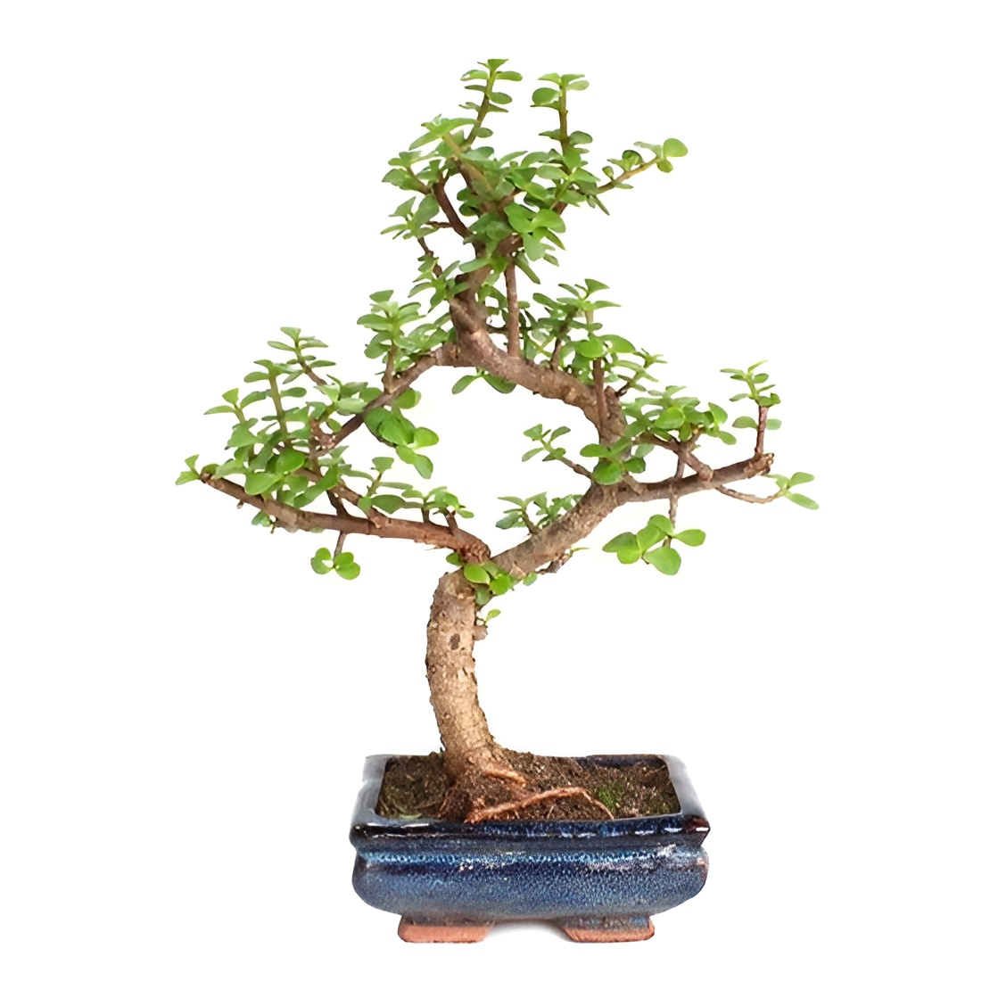 Бонсай Портулакария (Bonsai Portulacaria Afra)
