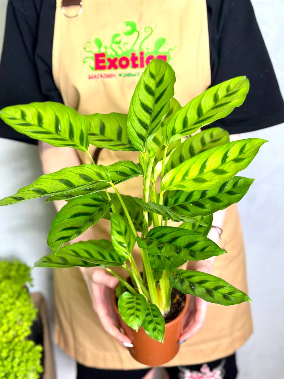 Калатея Леопардина (Calathea Leopardina) D12см