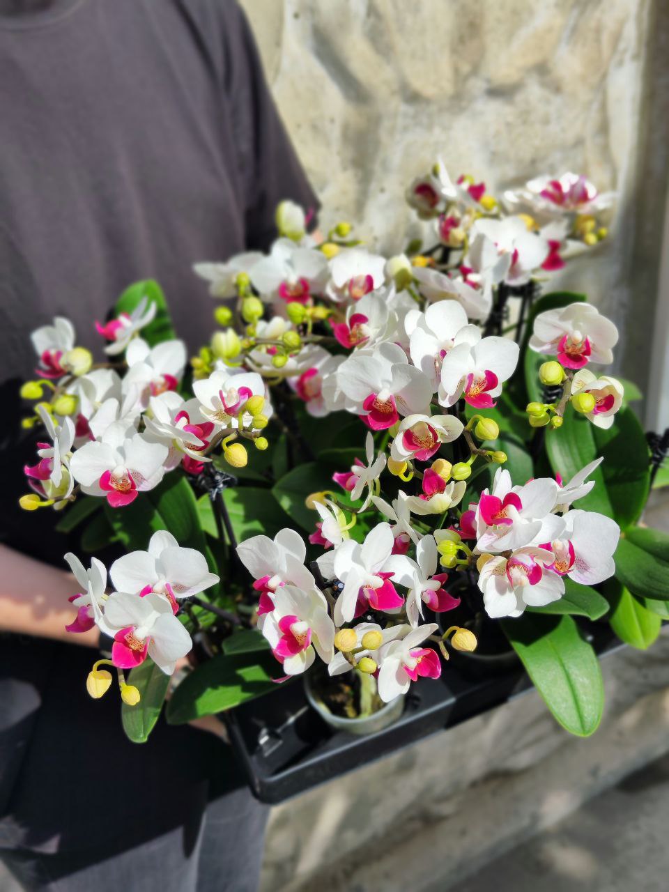 Орхидея Фаленопсис Волшебная (Phalaenopsis Multiflora Magic) D6см