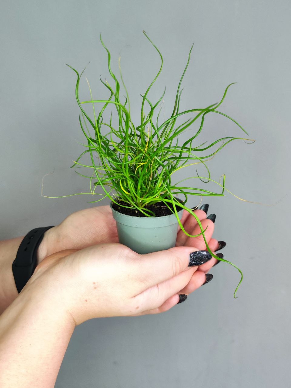 Джункус Спиралис, или Ситник (Juncus Spiralis) D6см