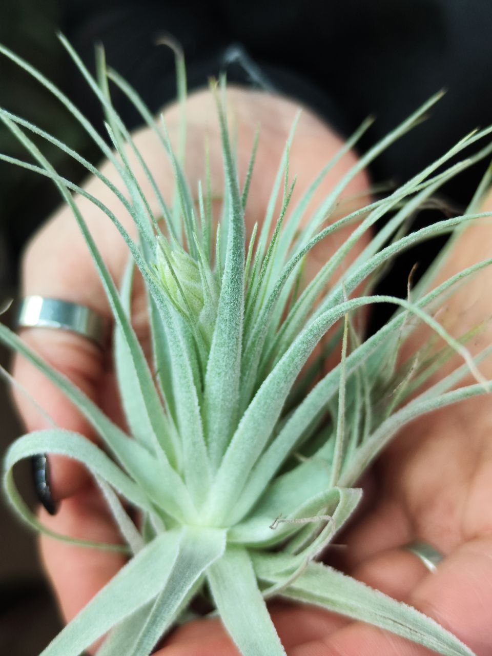 Тилландсия Гарденера (Tillandsia Gardneri)