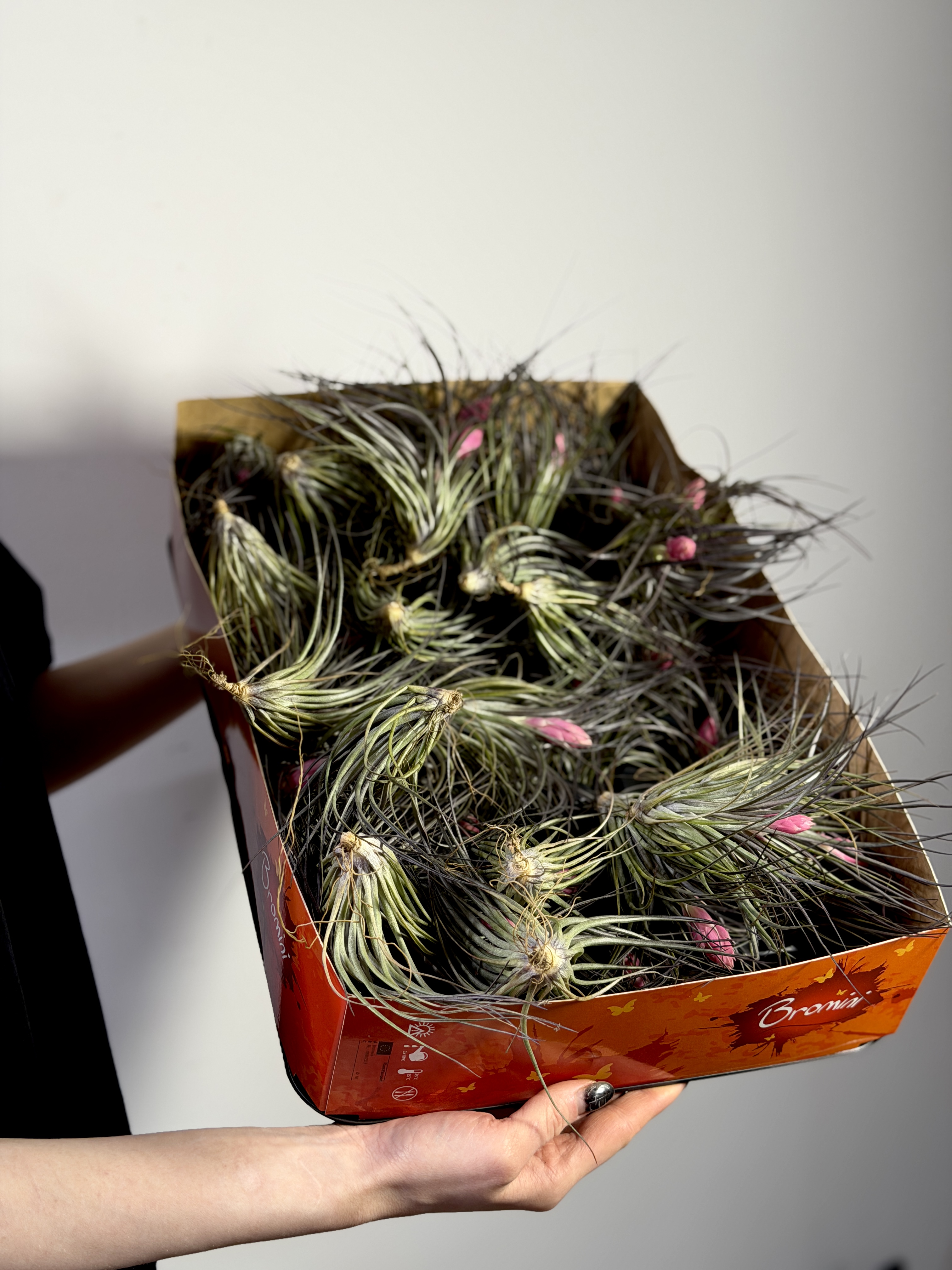 Тилландсия Стрикта Миднайт (Tillandsia Stricta Midnight)