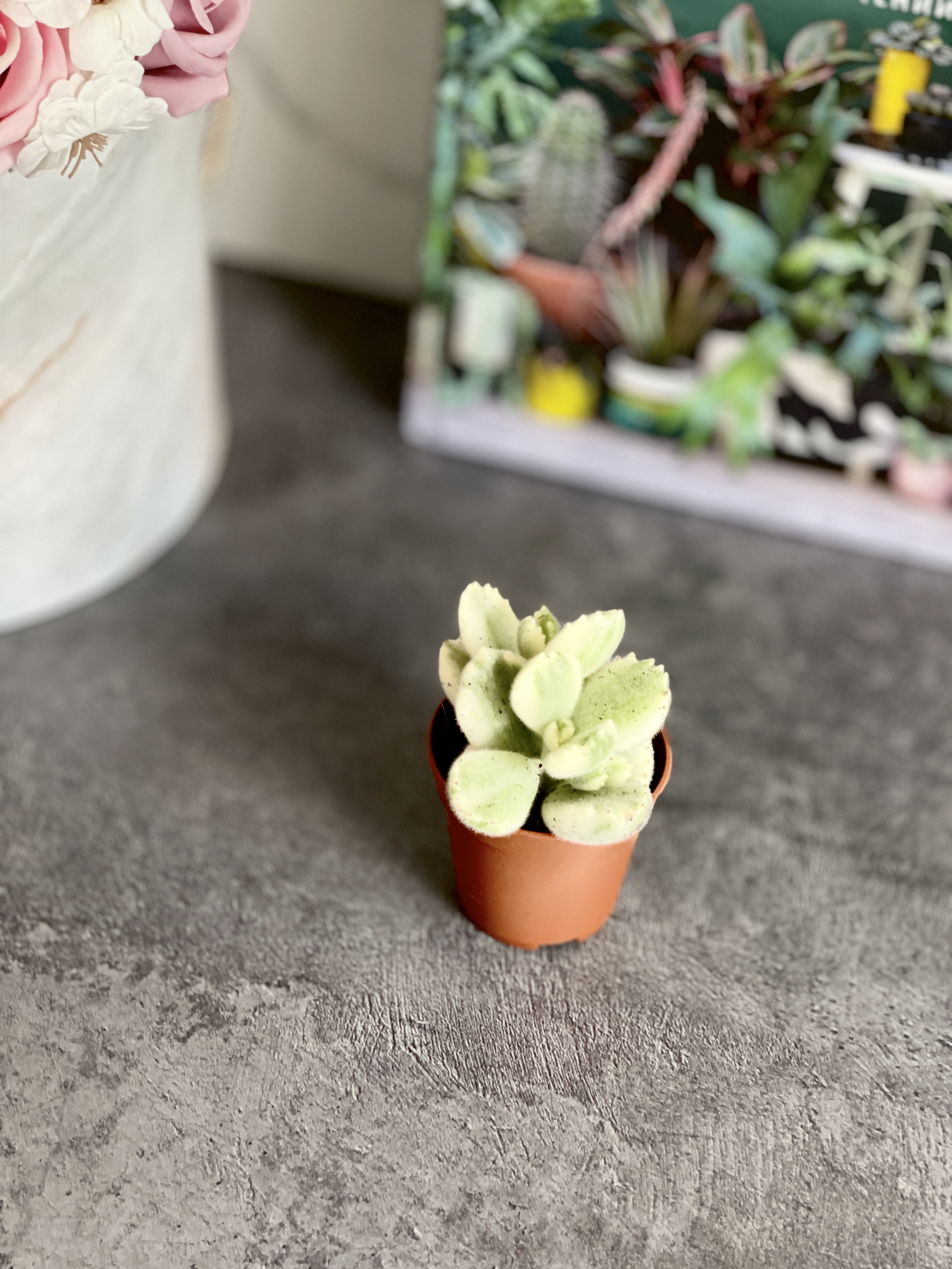 Котиледон Томентоза Леди Смит Вариегатный (Cotyledon Tomentosa Subsp. Ladismithiensis) D5см