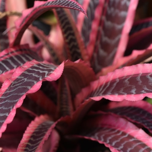 Криптантус Элайн (Cryptanthus Elaine) D9см