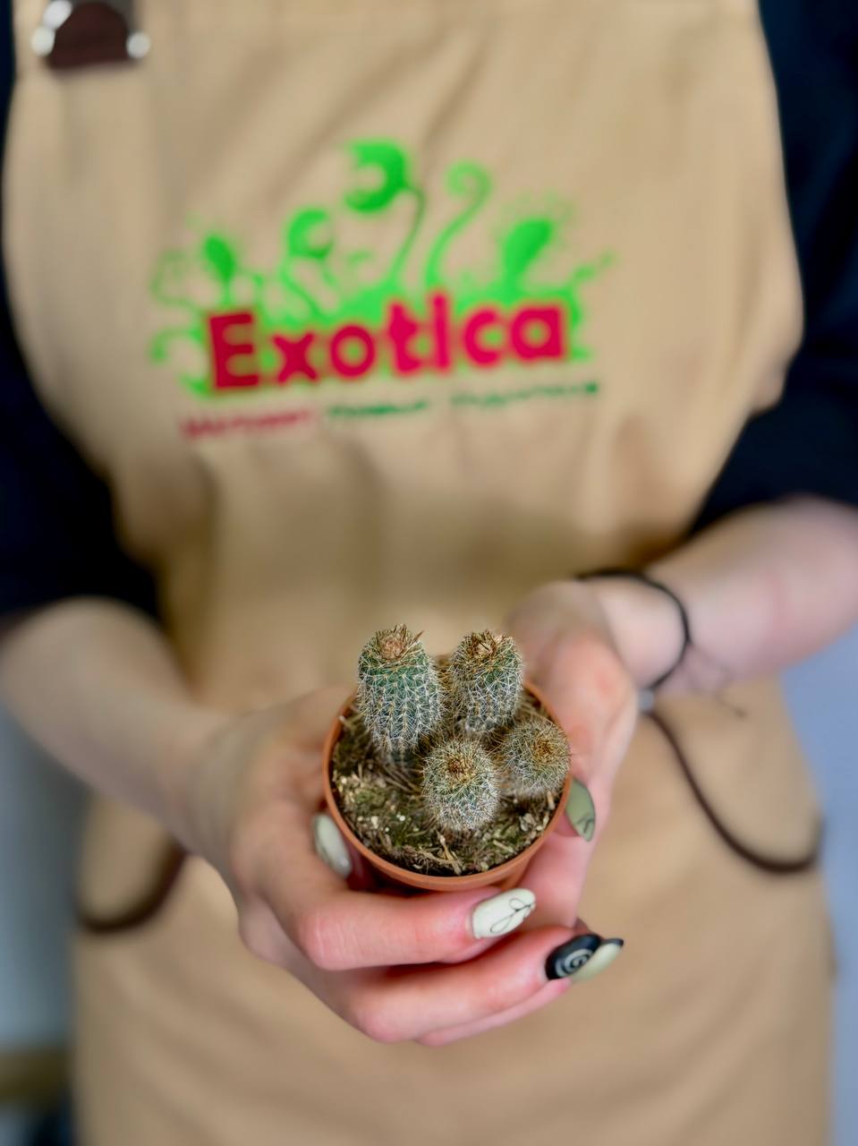 Кактус Сетиэхинопсис Мирабилис (Setiechinopsis Mirabilis) D5см