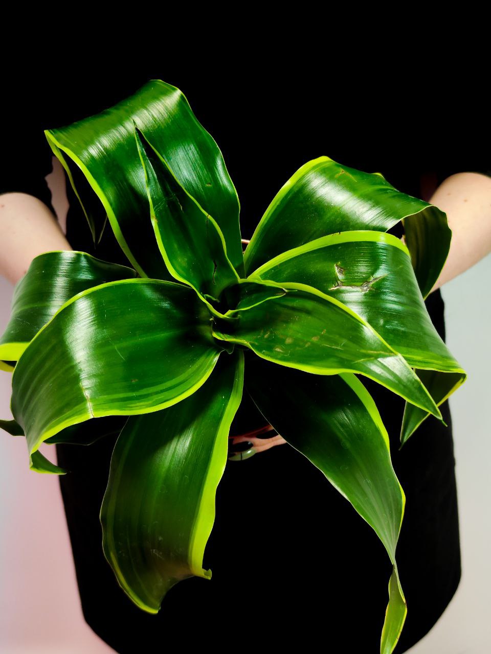 Драцена Дорадо (Dracaena Fragrans Dorado) D12см