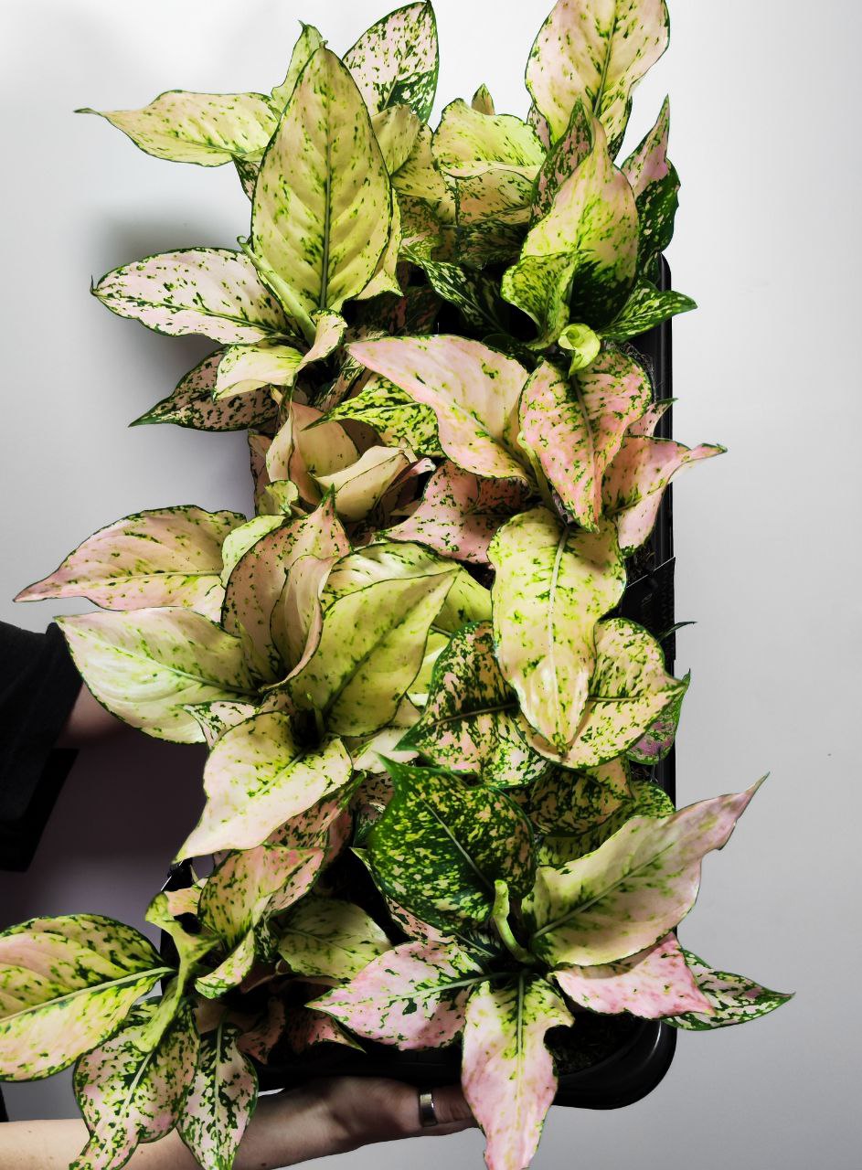 Аглаонема Рози (Aglaonema Rosy) D12см