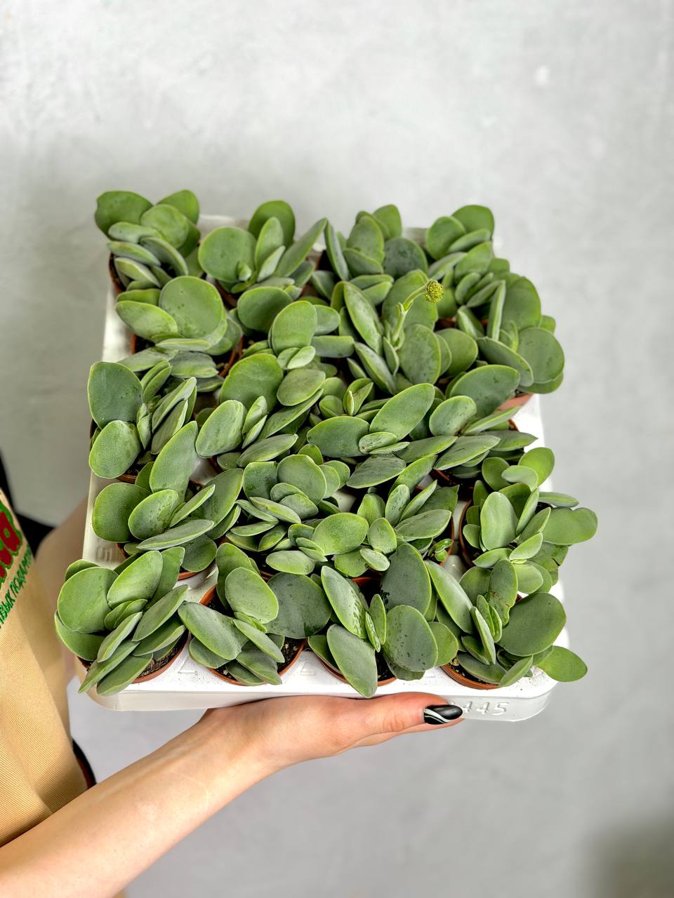 Крассула Котиледонис (Crassula Cotyledonis) D5см