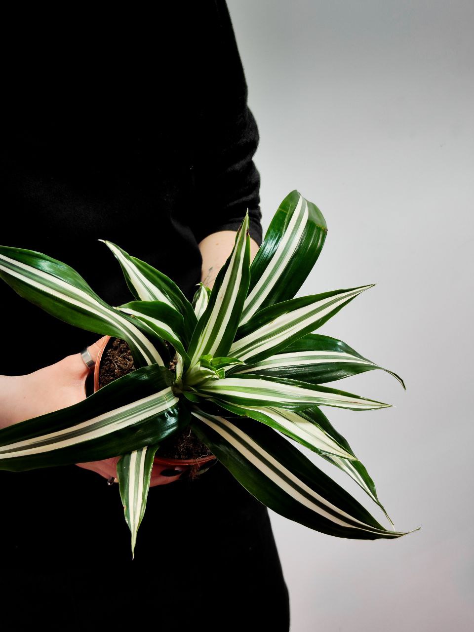 Драцена Душистая Баузи (Dracaena Fragrans Bausei) D12см