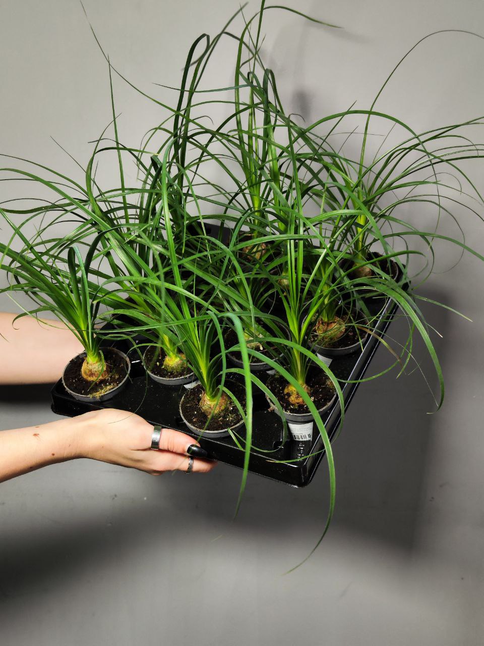 Нолина Бокарнея (Beaucarnea Nolina) D6см