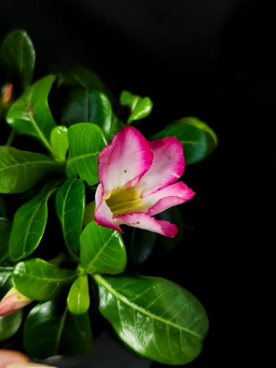 Адениум Тучный Пинк Стар (Adenium Obesum Pink Star) D9см