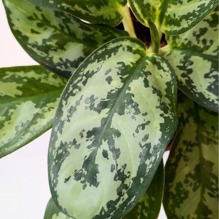 Аглаонема Амазон Сильвер (Aglaonema Amazon Silver) D12см