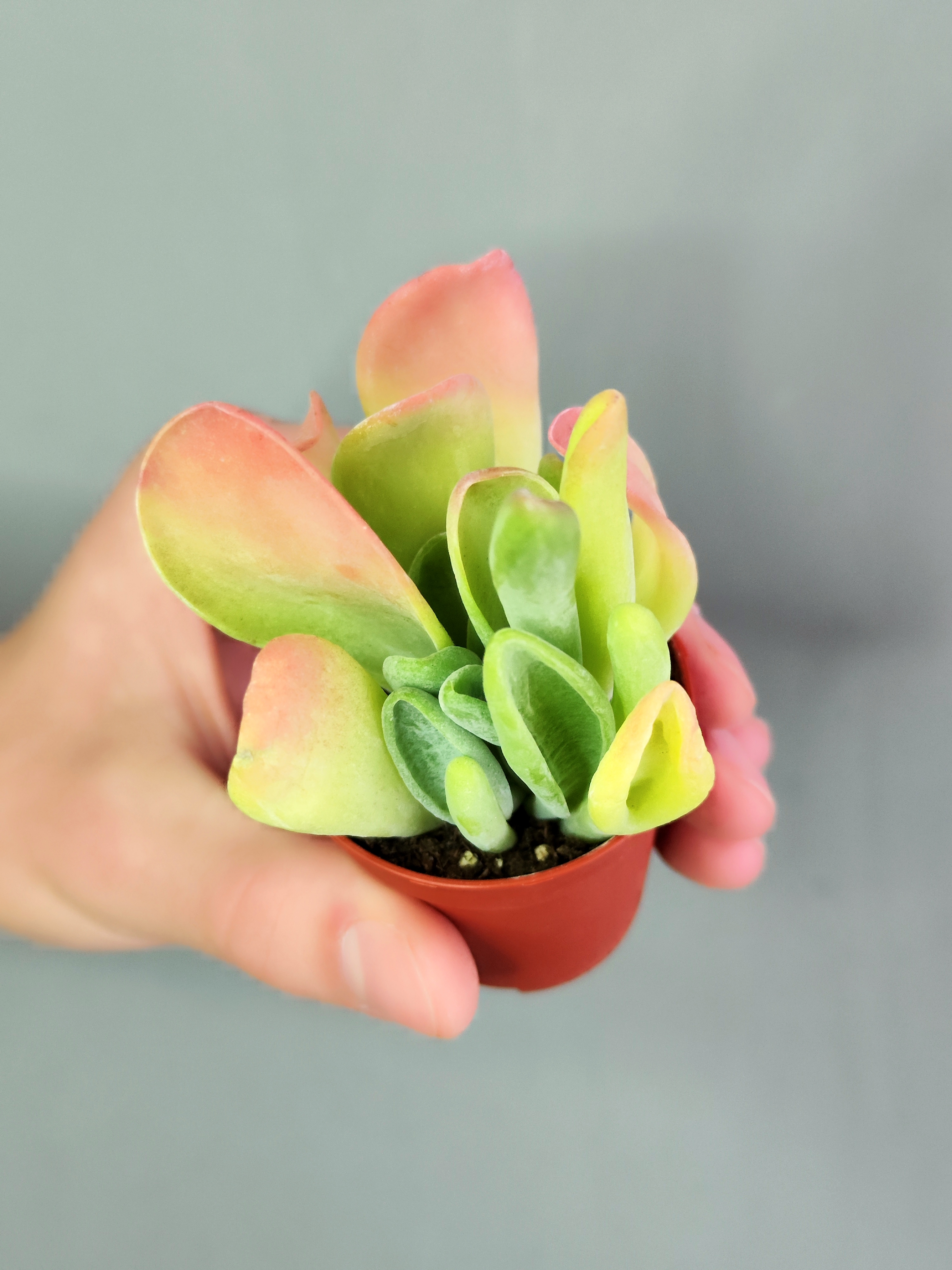 Каланхоэ Орикула Ред (Kalanchoe Oricula Red) D5см