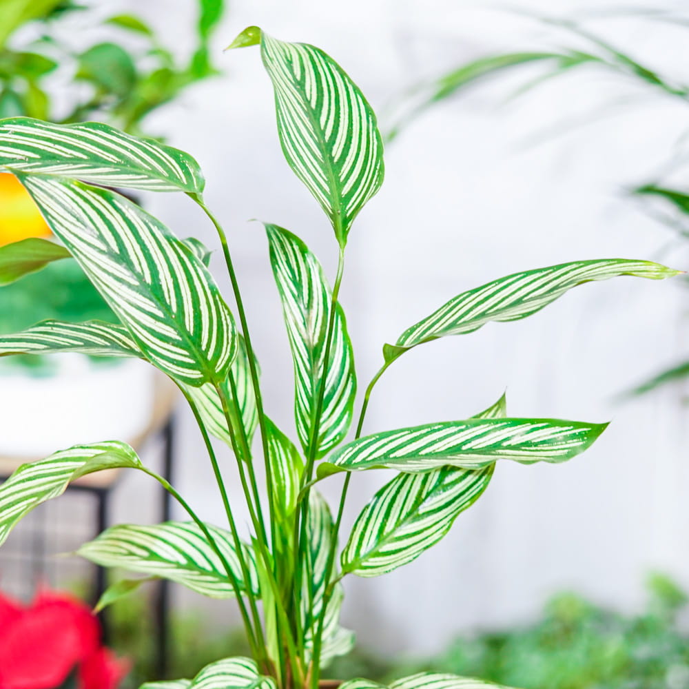 Калатея Витатта (Calathea Species Vittata) D6см
