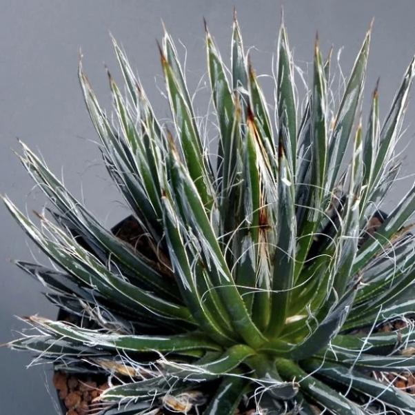 Агава Тумеяна Белла (Agave Toumeyana Bella) D8,5см