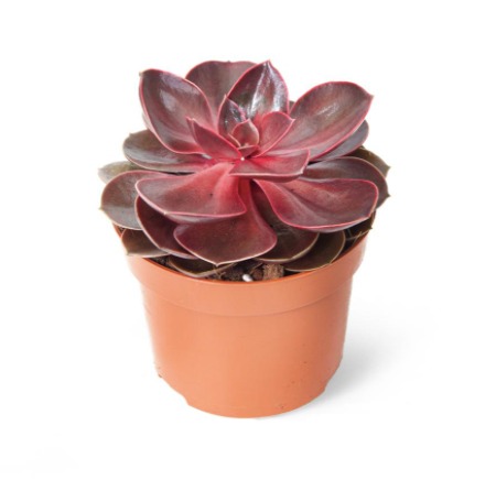 Эхеверия Ред Руби (Echeveria Red Ruby) D8см