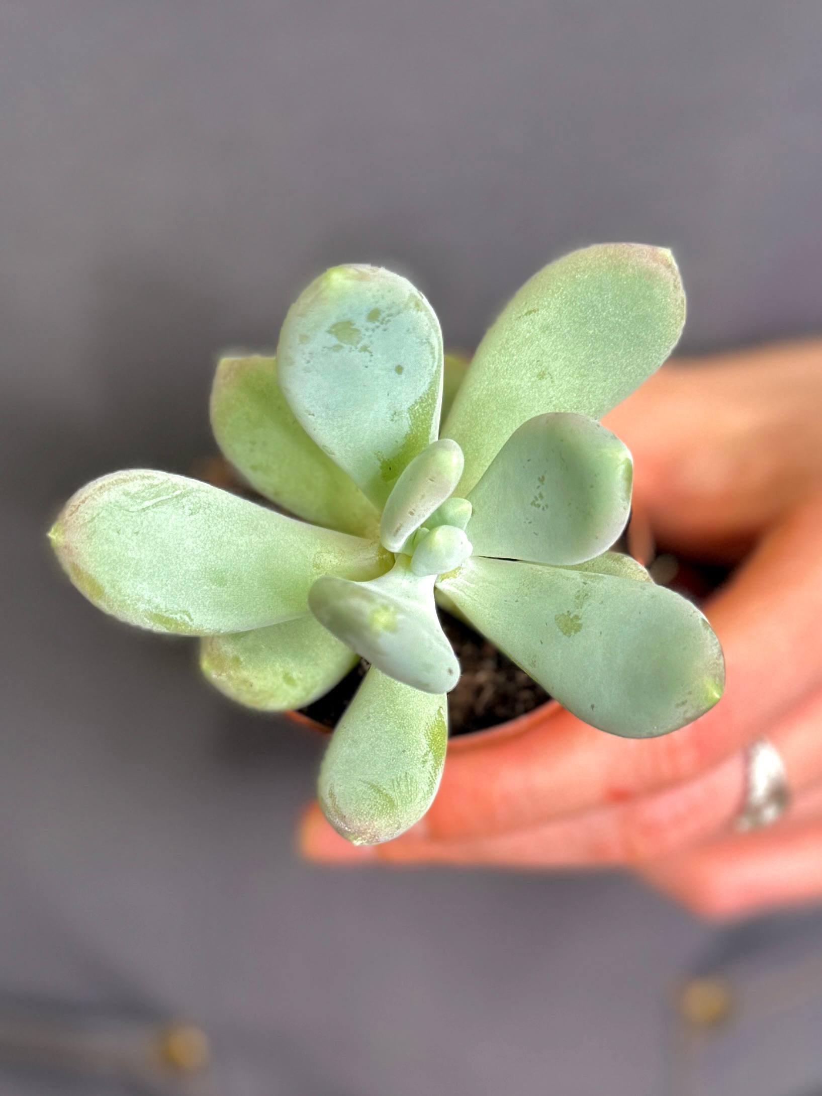 Пахифитум Брактеосум, или Прицветниковый (Pachyphytum Bracteosum) D5см