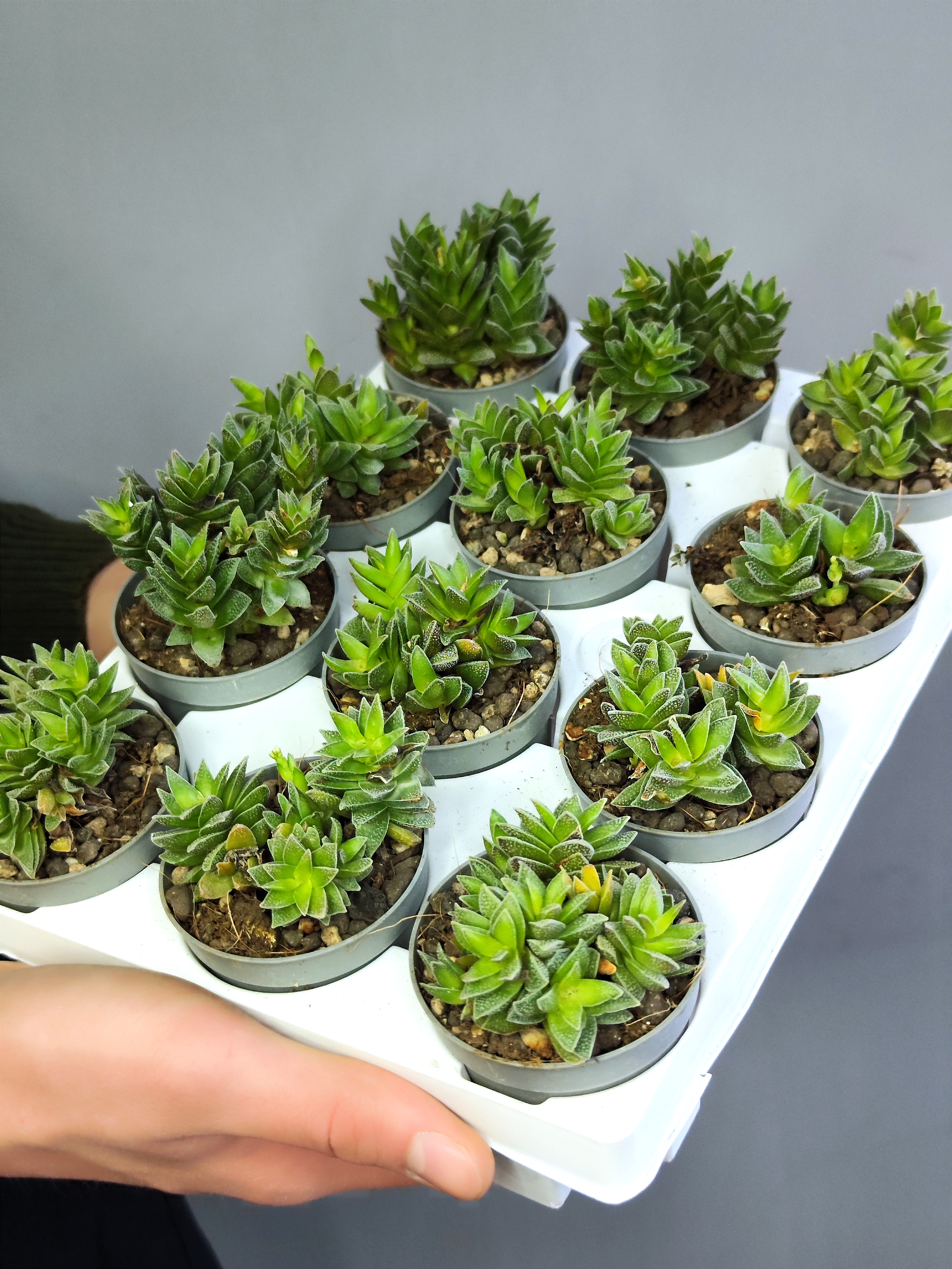 Крассула Фрости (Crassula Frosty) D6см