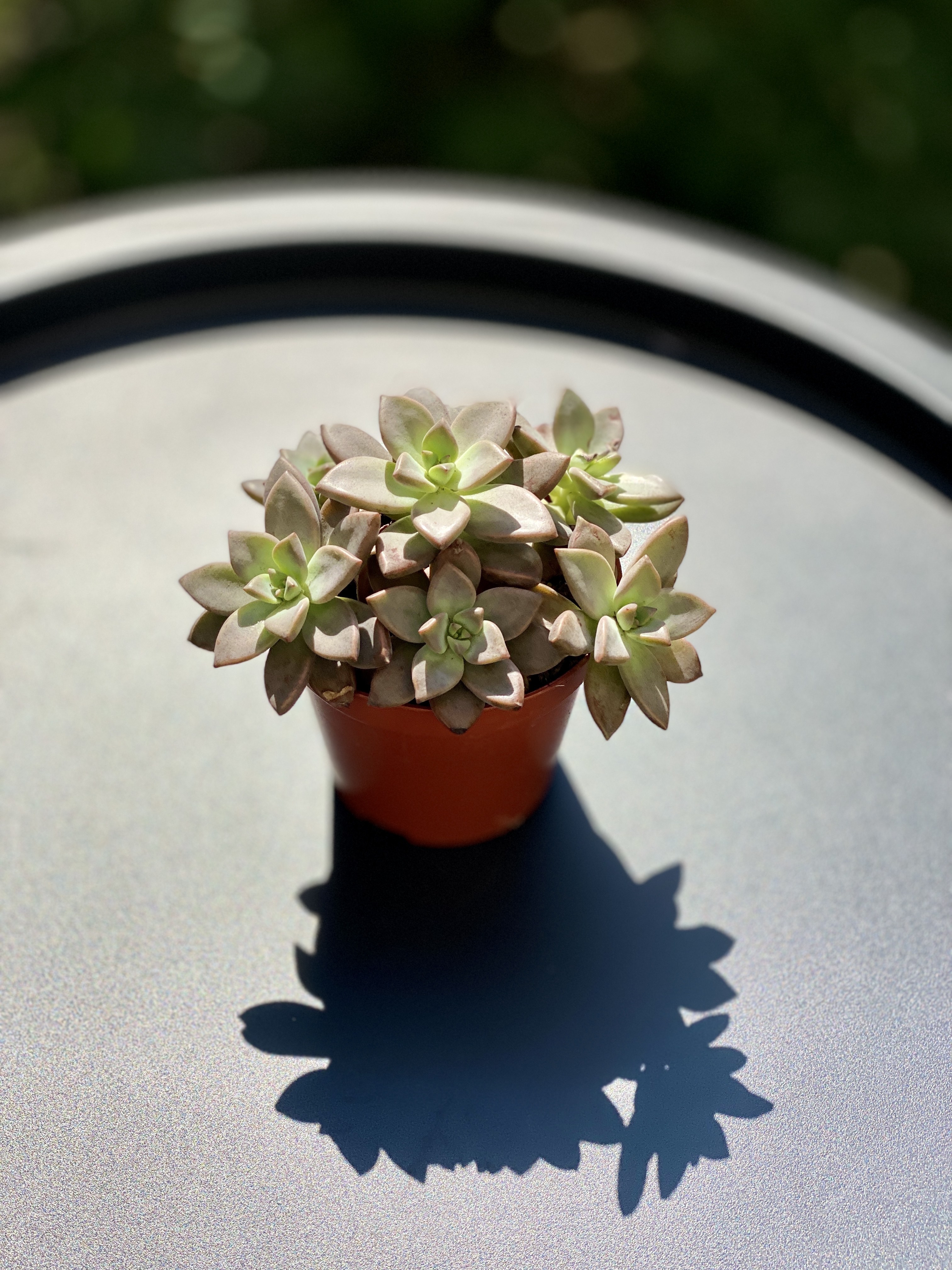 Седум Бордхат (Sedum Bordhat) D8см