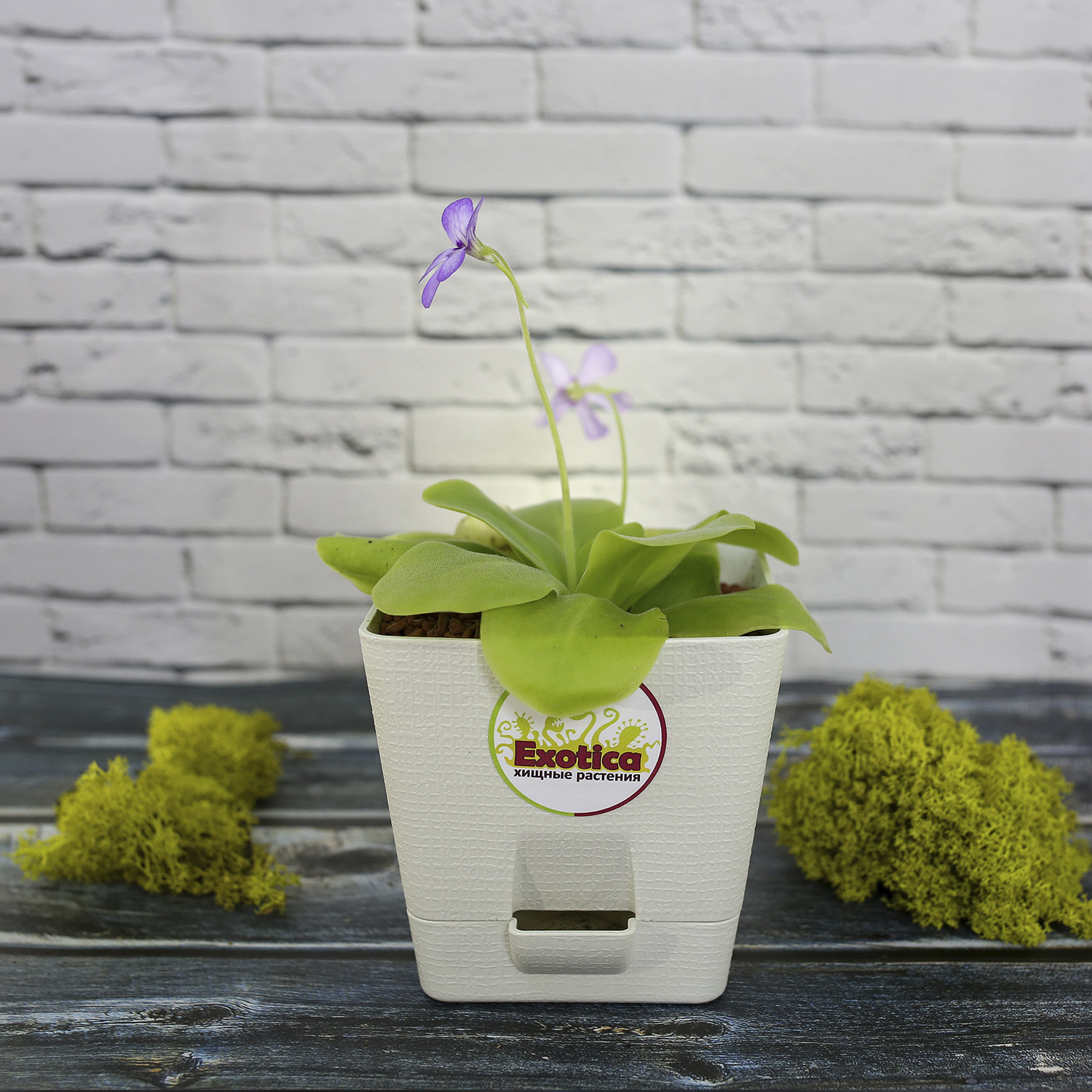 Жирянка Тина (Pinguicula Tina) пересаженная D12см