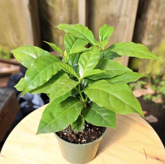 Кофейное Дерево Арабика (Coffea Arabica) D11см