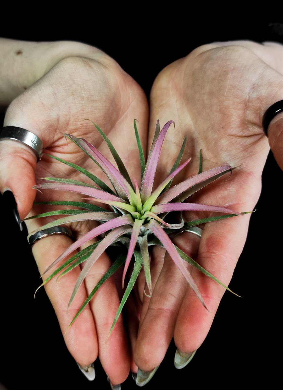 Тилландсия Ионанта Красная XL (Tillandsia Ionantha Red)