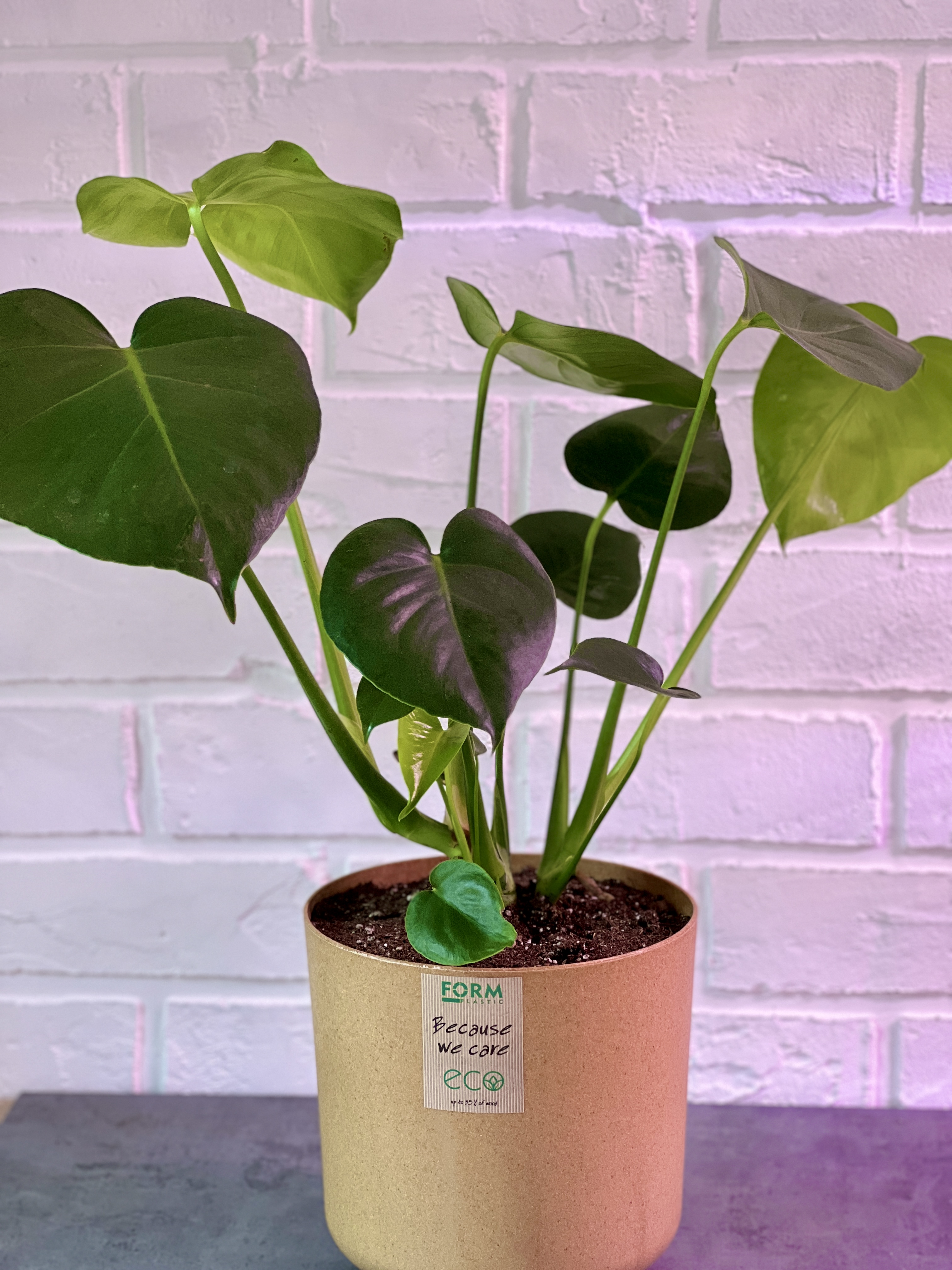 Монстера деликатесная (Monstera deliciosa) D20см.