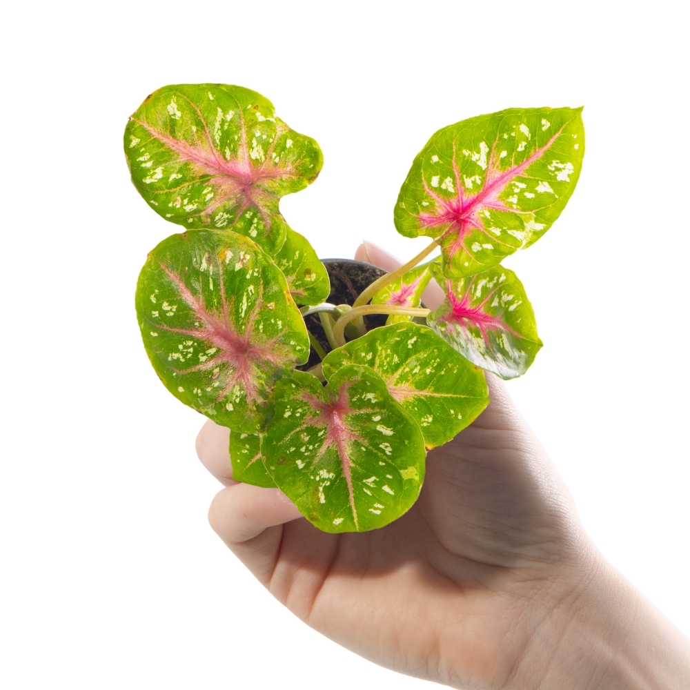 Каладиум Кейси (Caladium Casey) D6см