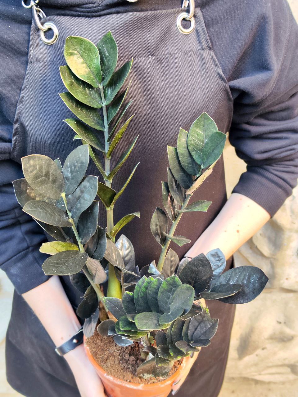 Замиокулькас Равен (Zamioculcas Raven) D14см