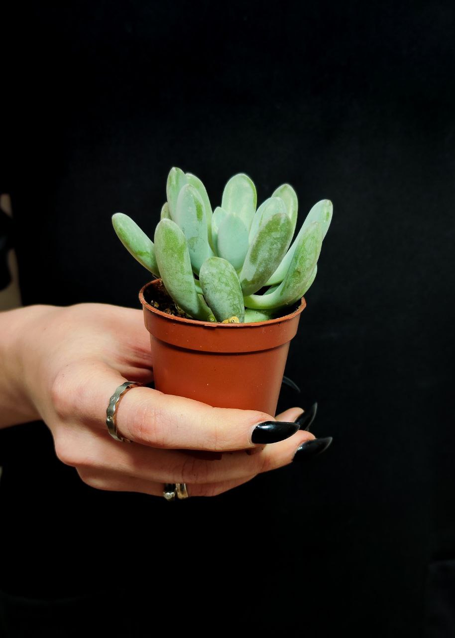 Пахифитум Каукатеканский (Pachyphytum Cuicatecanum) D5см