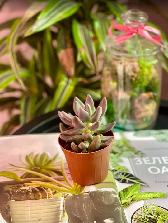 Пахифитум Брактеосум Фиткай (Pachyphytum Bracteosum Fitkai) D8,5см